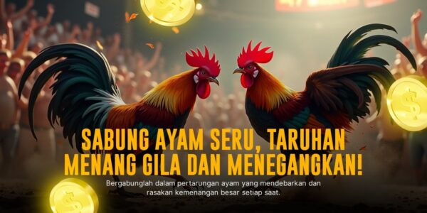 Menguak Rahasia Ayam Bangkok yang Jadi Raja Sabung Ayam SV388